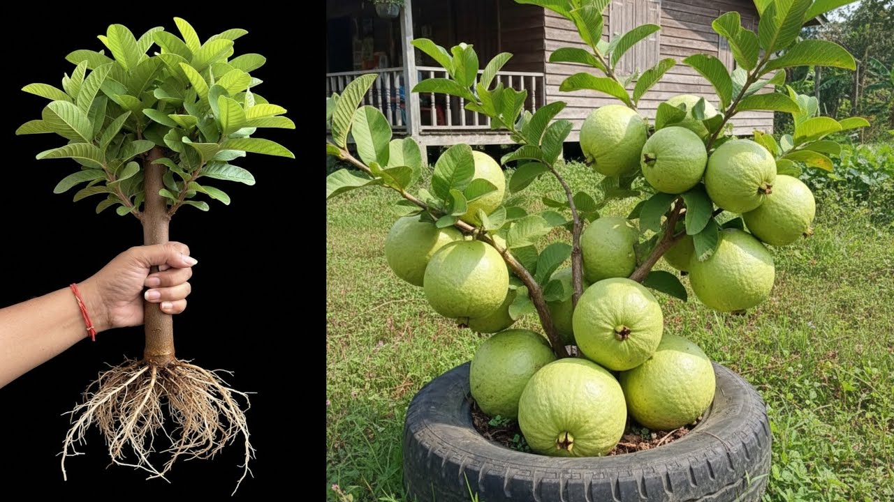 A great way to make guava tree grow faster by grafting them with Aloe Vera, how to grow guava tree
