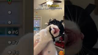 #babifreitas