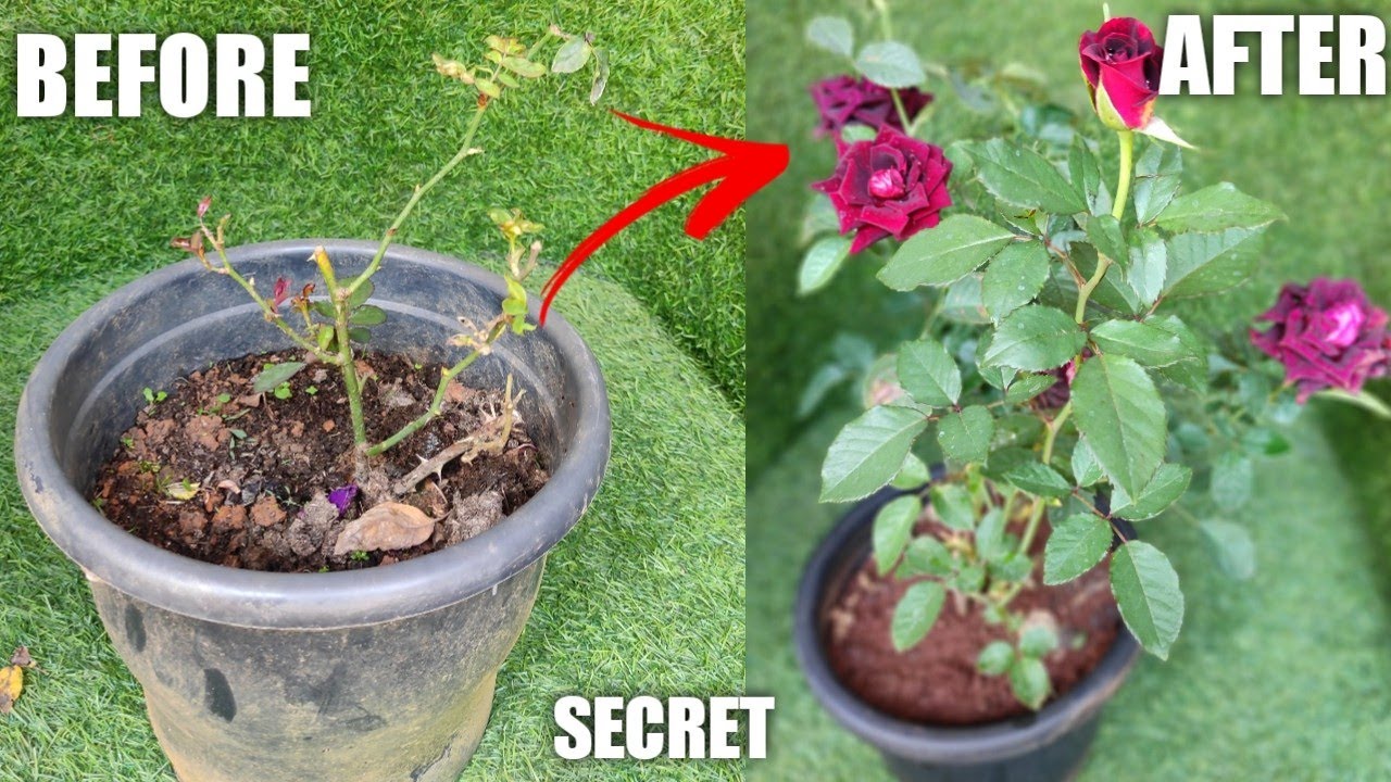 റോസിന്റെ ഇലപുള്ളി രോഗം മൊട്ട്  കരിച്ചിൽ എല്ലാം മാറാൻ |protect the rose plant