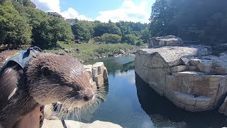 A trip around the scenic river with an otter Part Ⅱ [Otter life Day 129] カワウソとゆく絶景川巡りの旅 Part Ⅱ