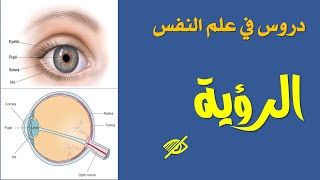 الرؤية - الإحساس والإدراك حلقة 2 (علم النفس)