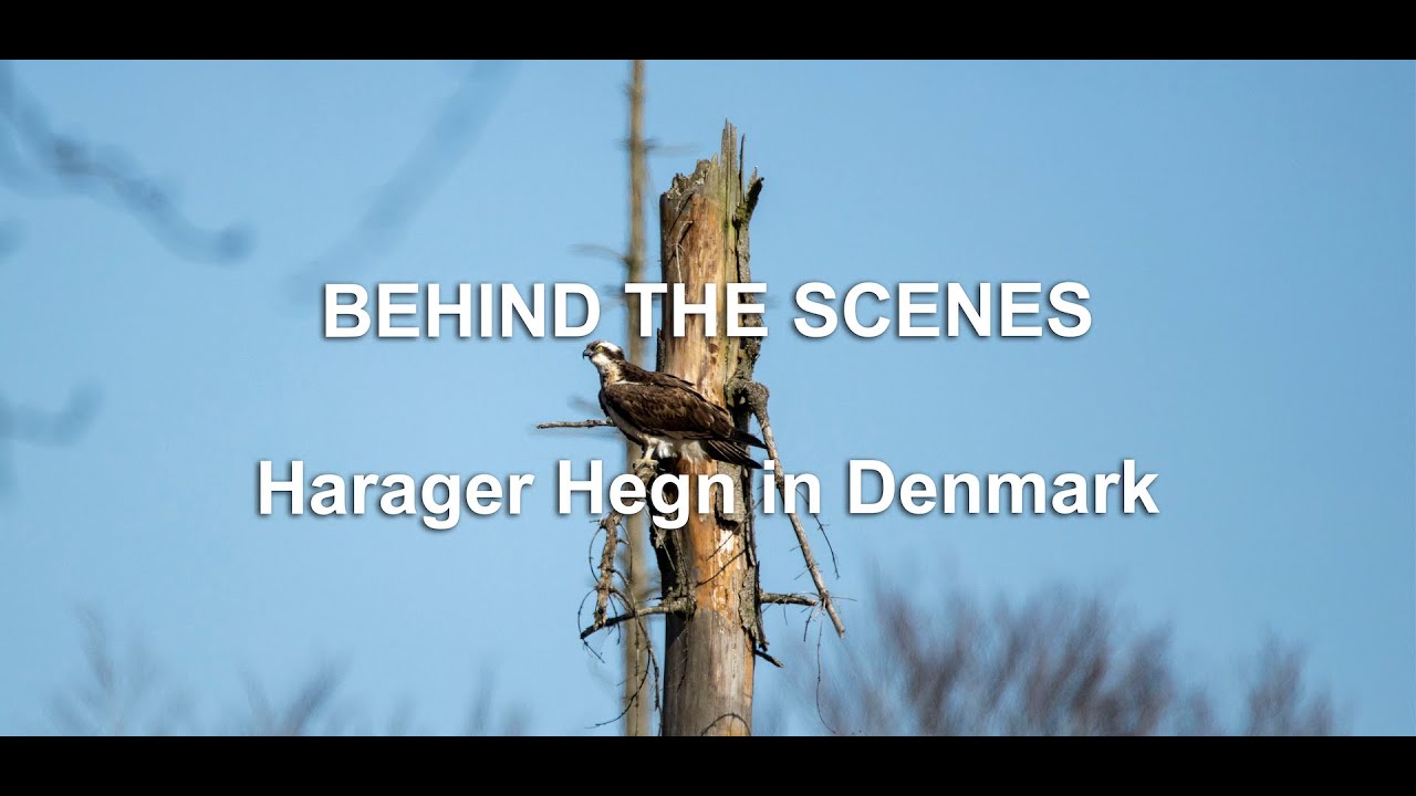 BEHIND THE SCENES - Harager Hegn - YouTube