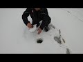 ЗАЧЁТНЫЙ НАЛИМ ИЗ КОРЯЖНИКА / SCORING OF BURBOT SNAGS