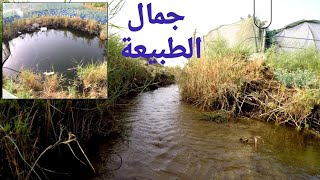 من جمال الطبيعة بالقطيف