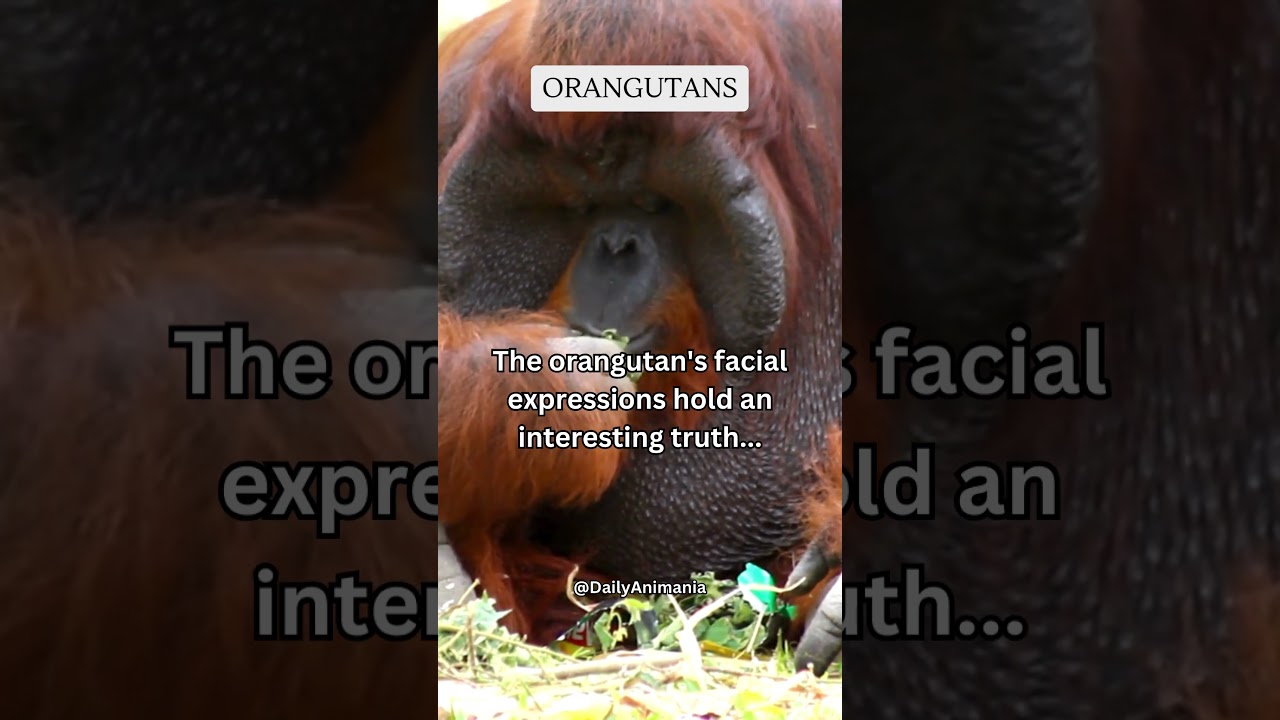The orangutan's facial expressions hold an interesting truth    