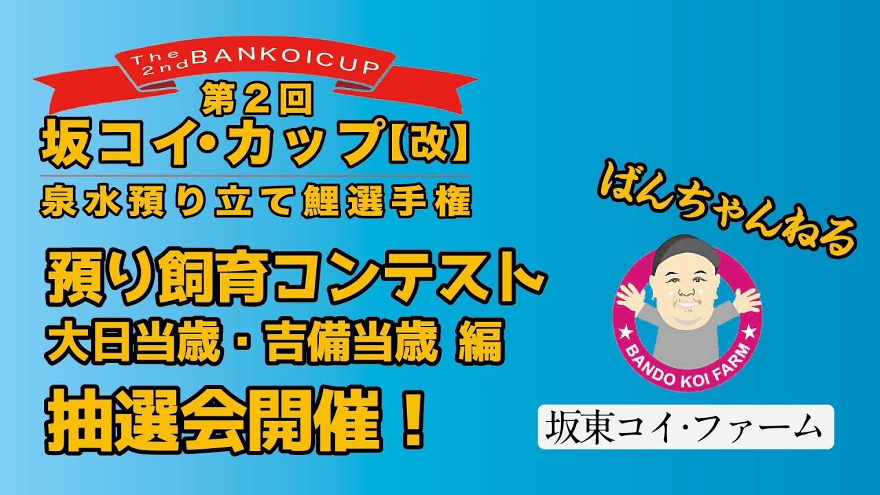 ［坂東コイ・ファーム］ばんちゃんねる　第2回 坂コイ・カップ【改】泉水預り立て鯉選手権 抽選会を開催・結果発表！　#koi #koifish #錦鯉 #nishikigoi