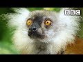 Lemurs get high  spy in the wild  bbc