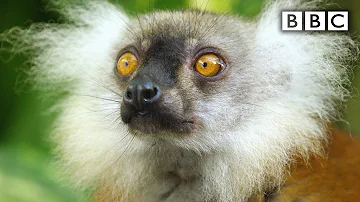 Lemurs get high | Spy in the Wild - BBC