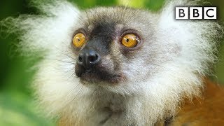 Lemurs get high | Spy in the Wild - BBC screenshot 3