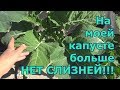 Как бороться со слизнями и улитками на капусте. Проверенный метод.