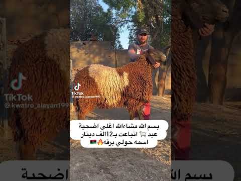 ليبيا