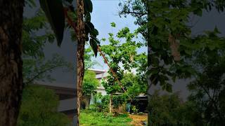 Rainy Season Vibes ❤️🌧️ | Beautiful Monsoon Moments | Relax #RainySeason #Monsoon #Nature #Relaxing