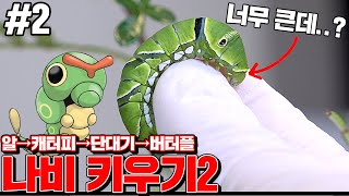 Raising Caterpillar at Home in Korea!! [Kkuk TV]