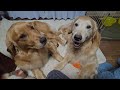 私に寄り添ってくれるゴールデンレトリバーの親子と猫のキビ。