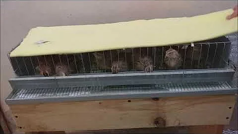 Como cuidar de codornas no frio?