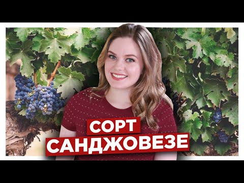 Санджовезе- главный сорт винограда в Италии | Вина из сорта Sangiovese