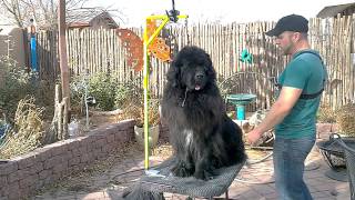 Grooming a Newfoundland: Line Combing