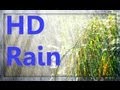 ☂ HD Rain Video - Watch Cold Lush Drops to Relax