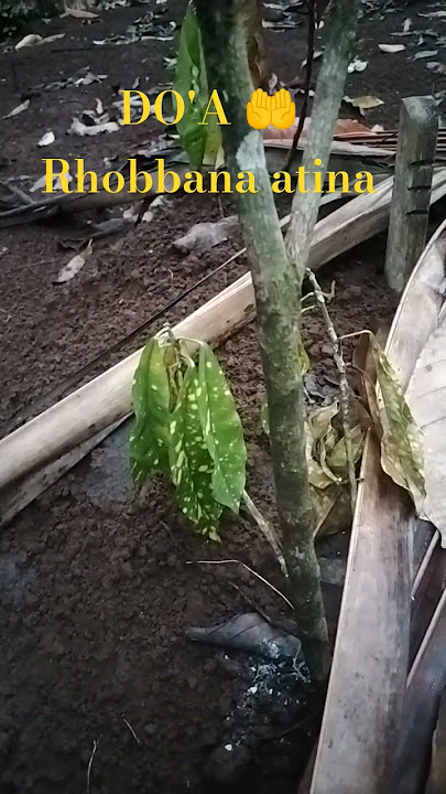 #doa #rabbanaatina #egzonibrahimi #quran #elhamdulilah #duaa #دعاء