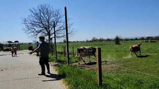 Rinderbetrieb - Domäne Mechtildshausen