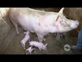 Alternativas en la alimentación de cerdos | La Finca de Hoy
