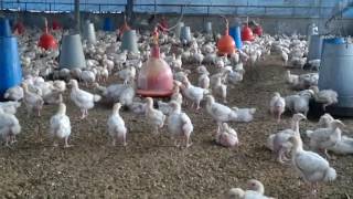 poultry farming