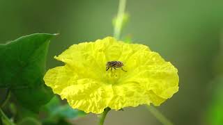 Famous Hoverfly feeding on nectar from a flower, in slomotion, by Rajat ghosh for jampotblues Net Worth