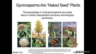 87  C16P5 Gymnosperms B21