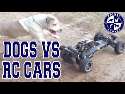 Radio Controlled Chase Toy Gives Dogs a Workout at 20 mph!