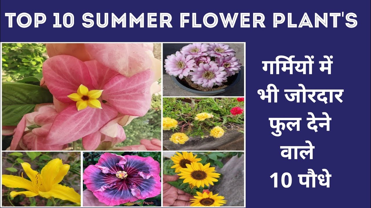 Top 10 Best Flower Plants for Summer Season, 10 सुंदर फूलों वाले पौधे