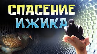 Спасение Ижика - голубенок из вентиляции - реальная история освобождения