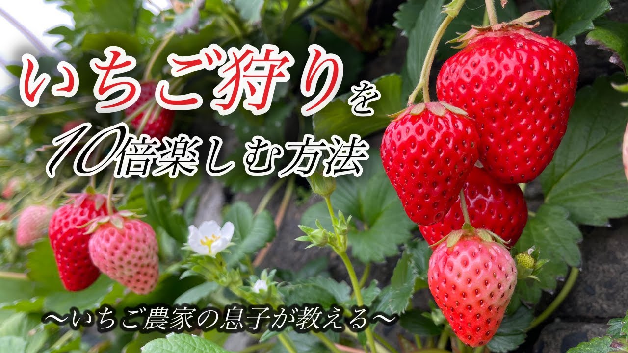 いちご農家の息子が教える。いちご狩りを10倍楽しむ方法。