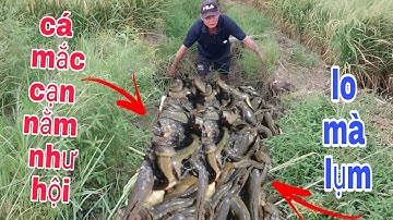 BẮT CÁ CẠN,KHI LÚA NƯỚC CẠN CÁ RÚT XUỐNG ĐƯỜNG NƯỚC NẰM NHƯ HỘI |Phúc TV 84/catch fish