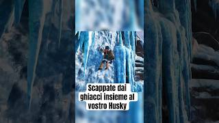 Provare a scappare dai ghiacci insieme al vostro fidato cane