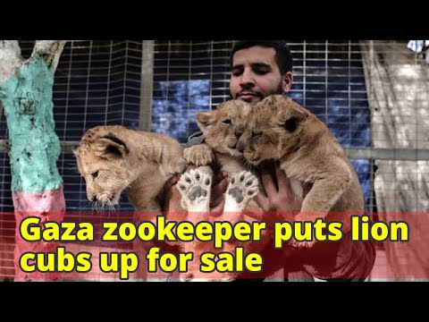 Gaza zookeeper puts lion cubs up for sale