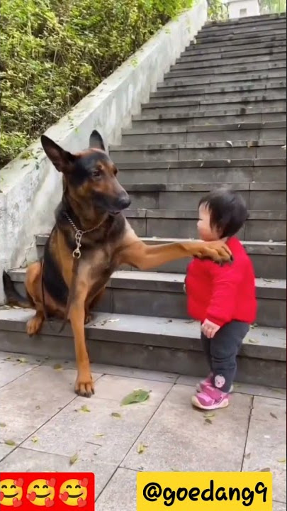 Saking patuhnya pada majikan, Anjing!!!