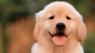 Cute & Funny Puppies Doing Cute & Funny Things Compilation Videos # 3   CuteAnimalShare by CuteAnimalShare 5,812 views 5 years ago 10 minutes, 25 seconds