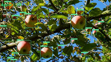 果物の数を瞬時に数えるAI/YOLOv5/Object_Counter/