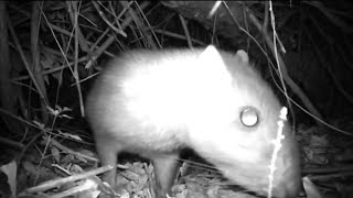 paca comendo com força de pertinho na fruteira