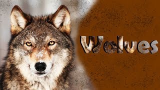 Wolves Tribute | Animals