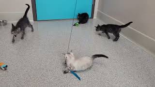 Meet Crab Puff a Domestic Shorthair currently available for adoption! 5/23/2025 7:51:34 AM