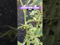 Cherokee Purple Tomato Plant Now Has Fruit | Urban Garden | Zone 8A GA || Steffanie’s Journey