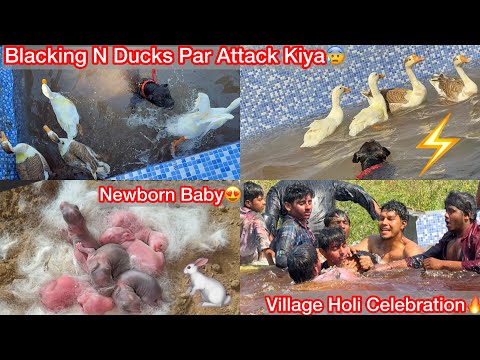 Blacking N Ducks Par Attack Krdiya Swimming Pool Mai Ghus Kar😰newborn Baby Aaye😍holi Celebration🔥