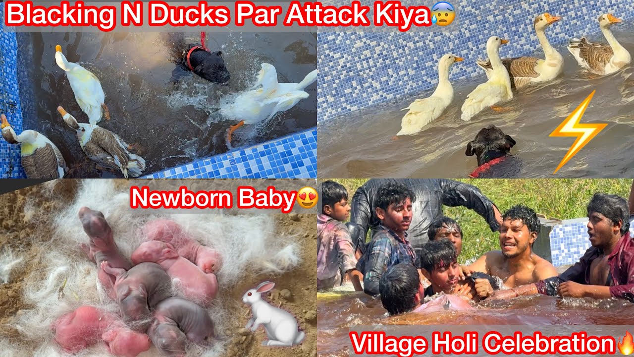 Blacking N Ducks Par Attack Krdiya Swimming Pool Mai Ghus Kar😰Newborn Baby Aaye😍Holi Celebration🔥