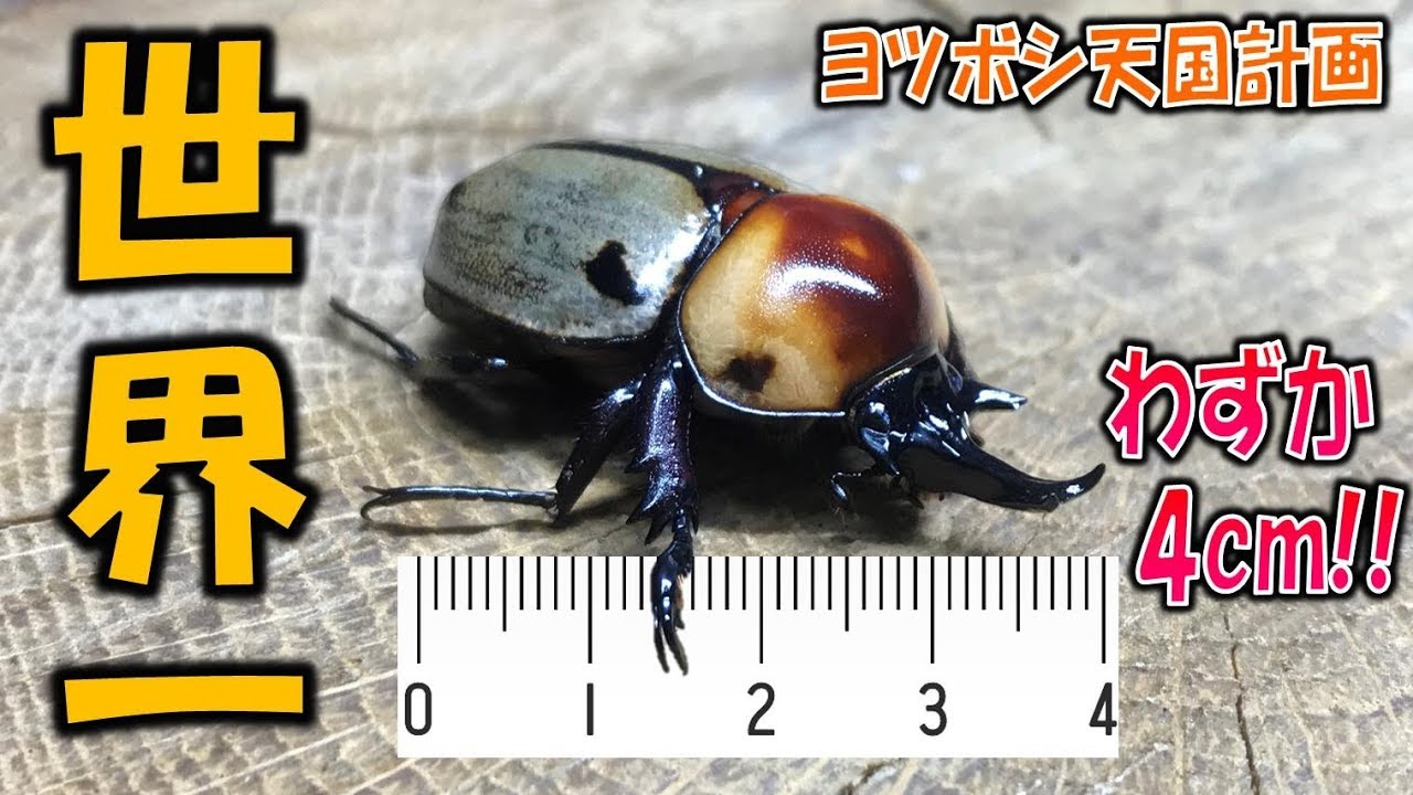 クワガタ カブトムシ 世界一かわいいカブトムシの産卵に挑む くろねこチャンネル Youtube