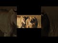 Le lion — roi de la savane, terreur de la nature — dort 20 heures par jour.  202605191200