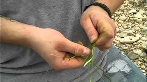 Texas Bushcraft: How To Make Yucca Cordage