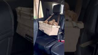 Puppies Review their Car seat