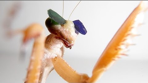 Mantises given tiny glasses confirm 3D vision in insects