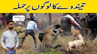 Terrifying Encounter: Leopard Attacks House in Pakistan | leopard attach dog |Pakistan house
